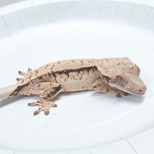 Tri Extreme Harlequin