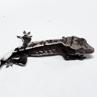 Sable Axanthic