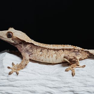 트라이 익스트림할리퀸