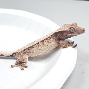 Full Pinstripe Tri Extreme Harlequin