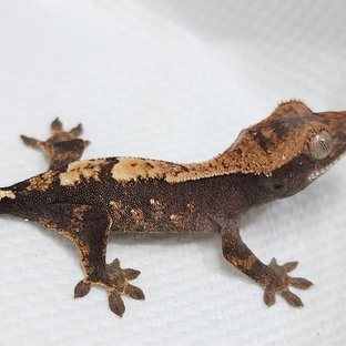 Sable 100% Het Axanthic