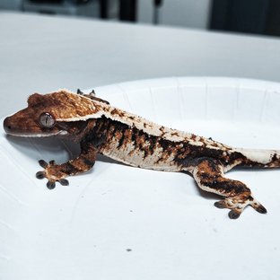 Tri Extreme Harlequin