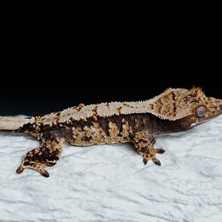 Tri Extreme Harlequin