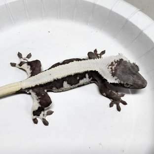 Full Pinstripe Lilly Axanthic