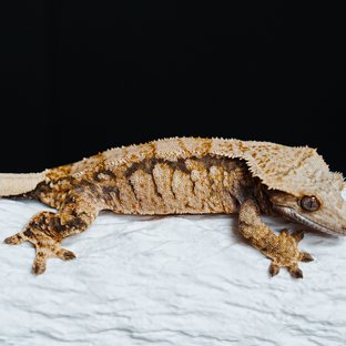 Tri Extreme Harlequin