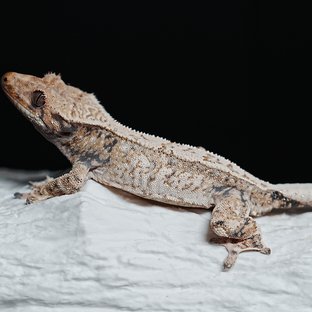 Tri Extreme Harlequin