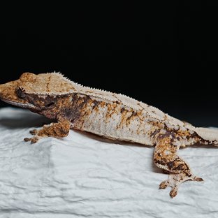 Tri Extreme Harlequin