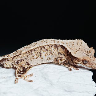 트라이 익스트림할리퀸