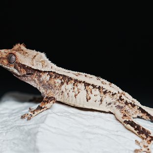 트라이 익스트림할리퀸