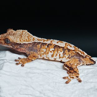 Tri Extreme Harlequin