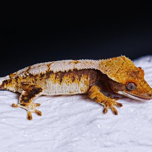 트라이 익스트림할리퀸