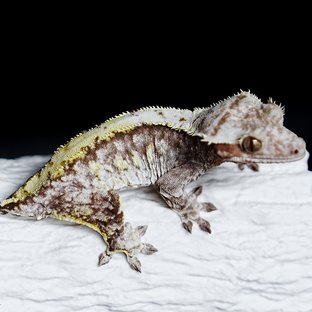 트라이 익스트림할리퀸