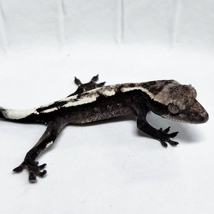 Axanthic