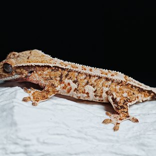 Tri Extreme Harlequin