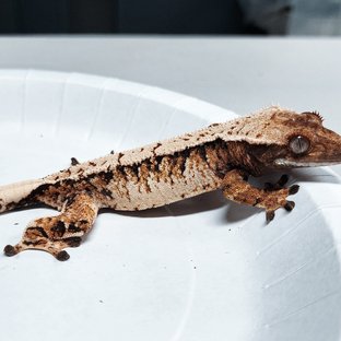 Tri Extreme Harlequin