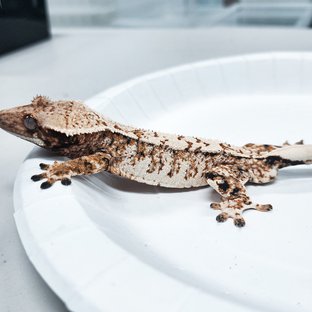 Tri Extreme Harlequin