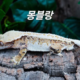 몽블랑