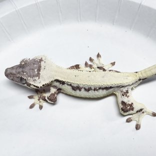 Full Pinstripe LW Sable