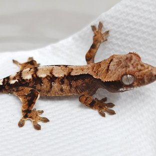Sable 100% Het Axanthic
