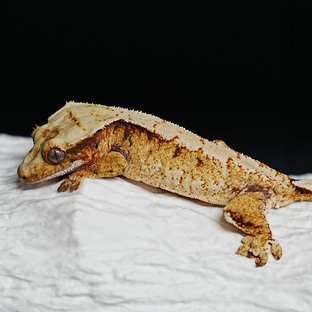 트라이 익스트림할리퀸