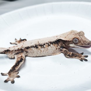 Tri Extreme Harlequin