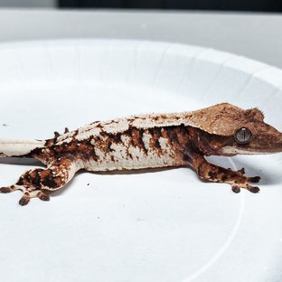 Tri Extreme Harlequin