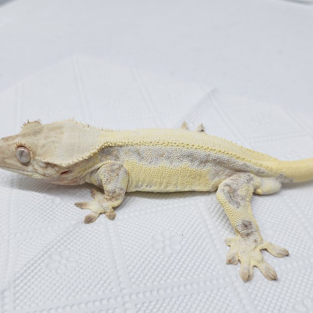 풀핀 릴리화이트