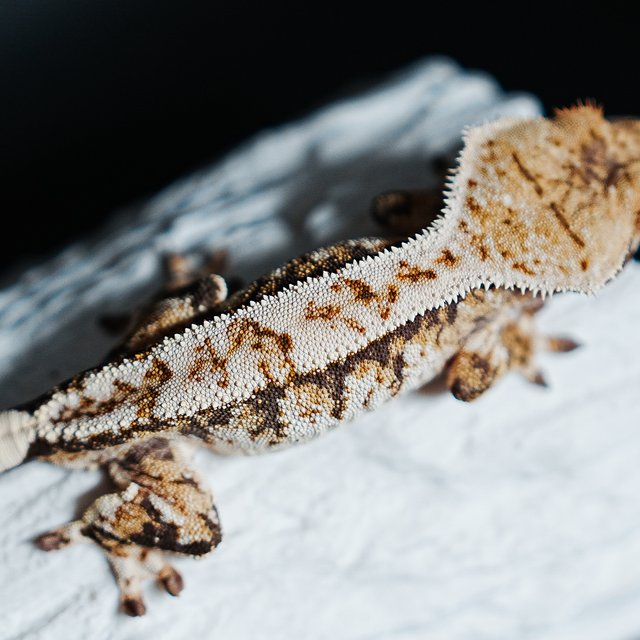 트라이 익스트림할리퀸