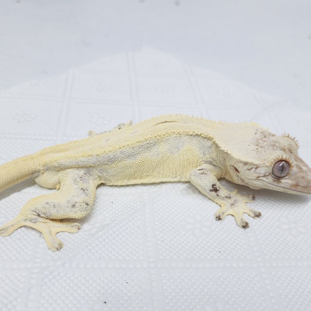 풀핀 릴리화이트