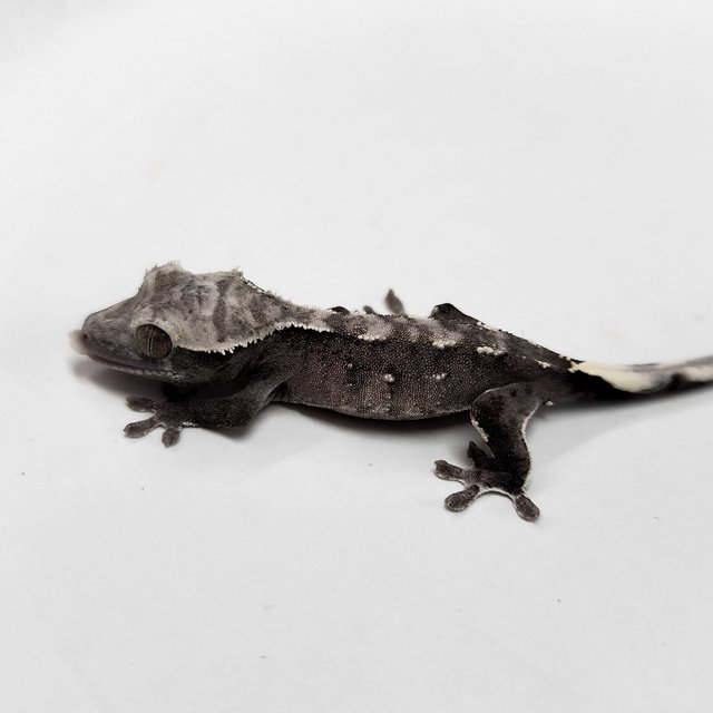 Axanthic