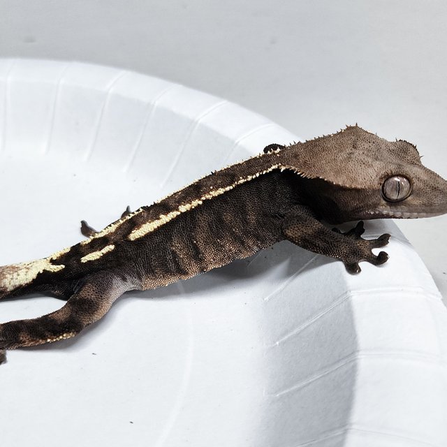 100% Het Axanthic Sable