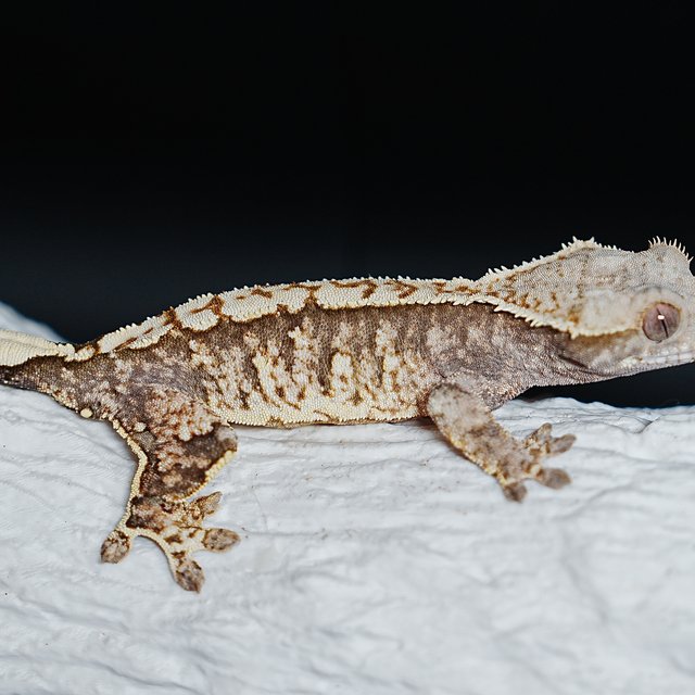 트라이 익스트림할리퀸