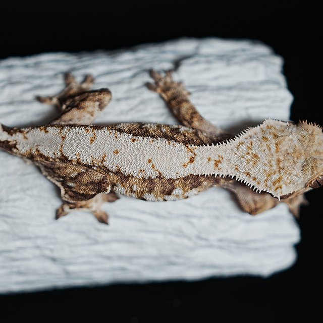 트라이 익스트림할리퀸