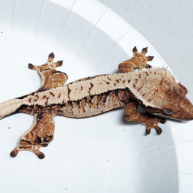 Tri Extreme Harlequin