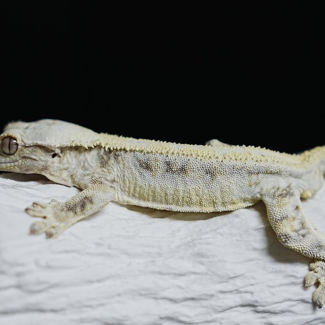 풀핀 릴리화이트