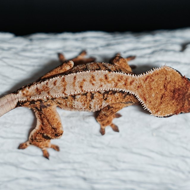 Tri Extreme Harlequin
