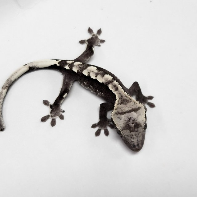 Axanthic