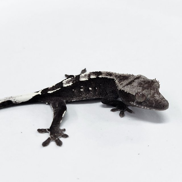 Axanthic