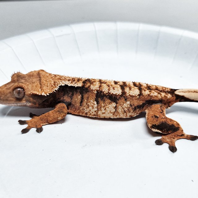 Tri Extreme Harlequin