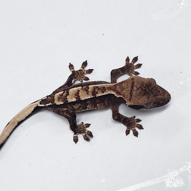 Sable 100% Het Axanthic