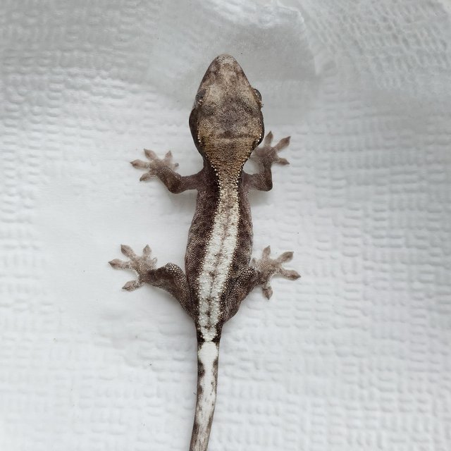 100%헷아잔틱 슈퍼세이블 릴리