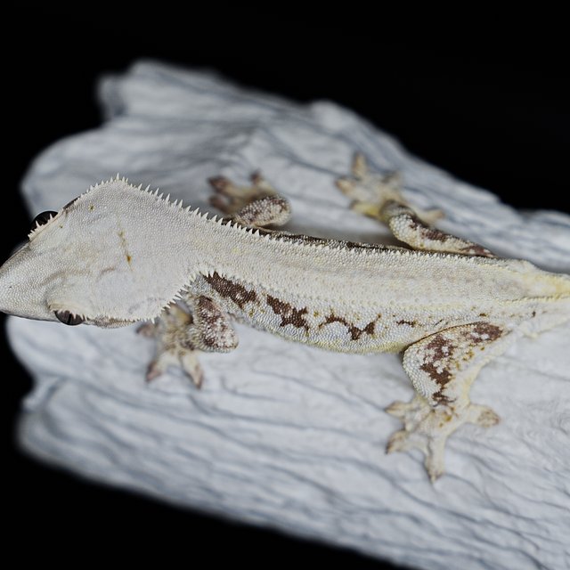 Full Pinstripe Solid Back Lilly White