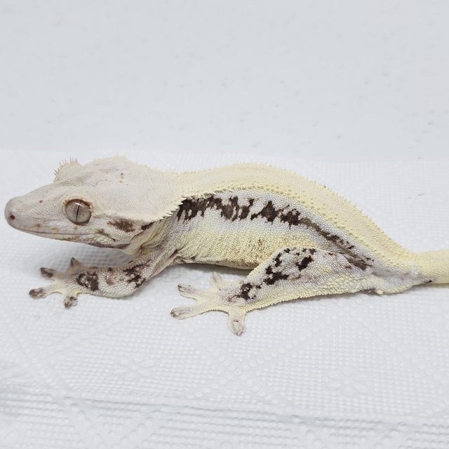 풀핀 솔리드백 릴리화이트