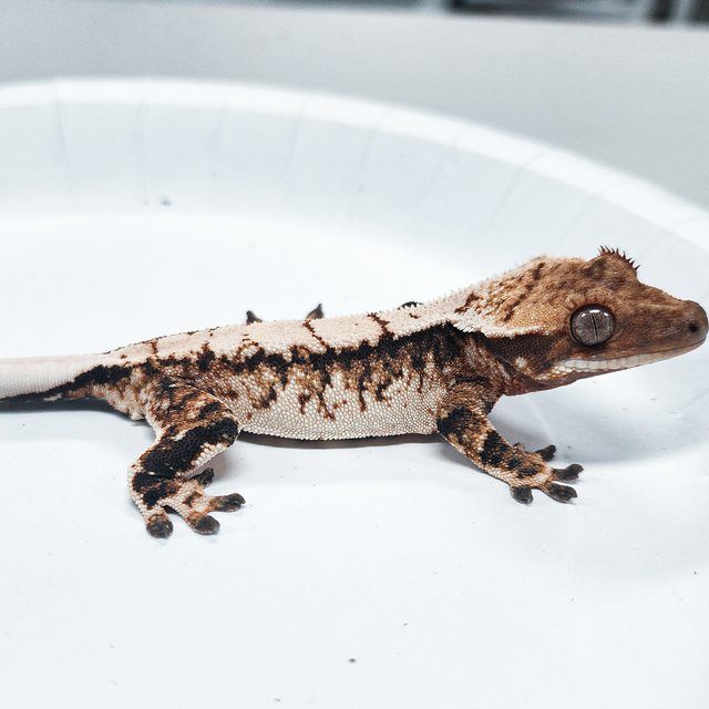 Tri Extreme Harlequin