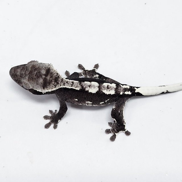 Axanthic