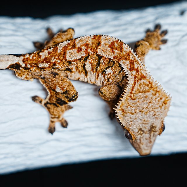 Extreme Harlequin Tri