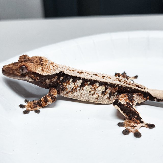 Tri Extreme Harlequin