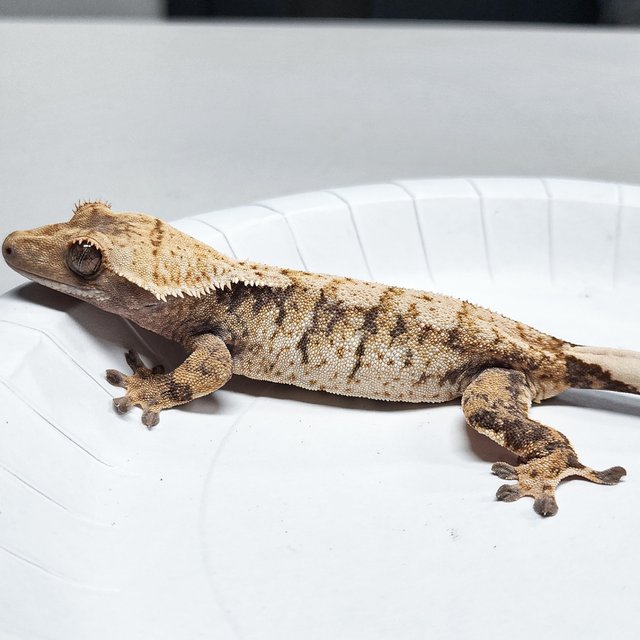 Tri Extreme Harlequin