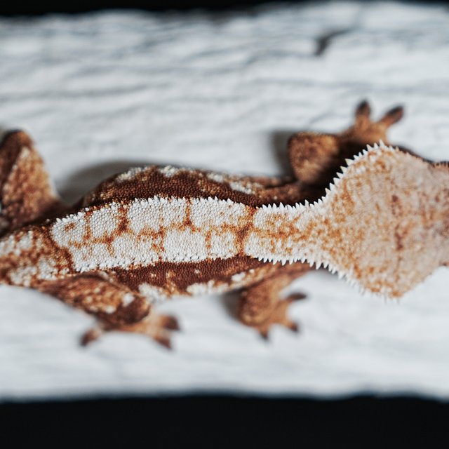 트라이 익스트림할리퀸