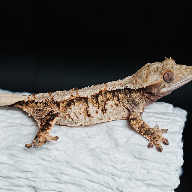 트라이 익스트림할리퀸